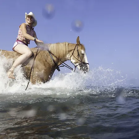 Horse Country Congress & - Ribot